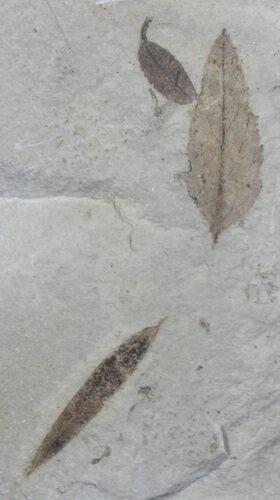 Three Different Fossil Leaves - Utah #29196